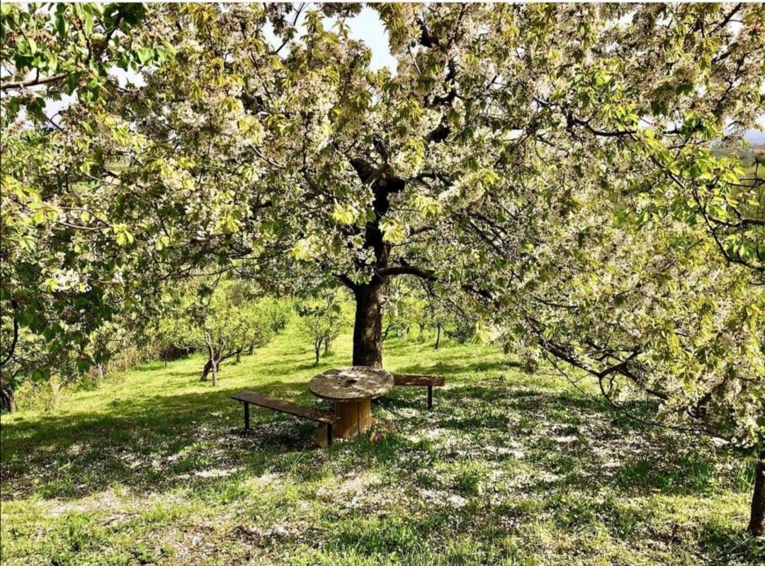 Vila Pogled Aranđelovac Exteriér fotografie